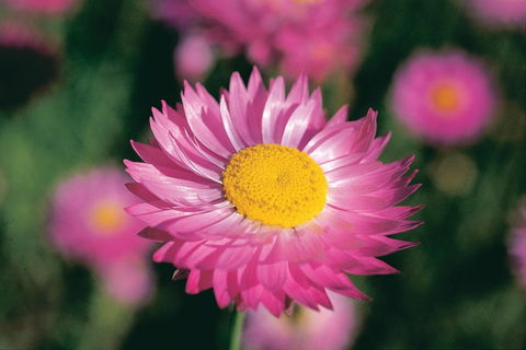Best Of Perth Wildflower Season Day Trip - Darwin Tourism 5