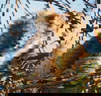 2-Hour Koala Walking Tour in Kangaroo Island - Darwin Tourism