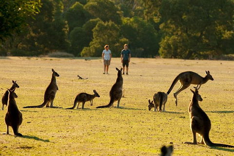 Grampians National Park Small-Group Eco Tour From Melbourne - Darwin Tourism 4