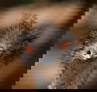 Currumbin Wildlife Sanctuary General Entry Ticket - Darwin Tourism