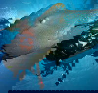 Great Barrier Reef Snorkeling and Diving Cruise from Cairns - Darwin Tourism