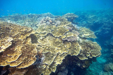 Cruise To Moore Reef Pontoon And Return Helicopter Flight From Cairns - Darwin Tourism 5