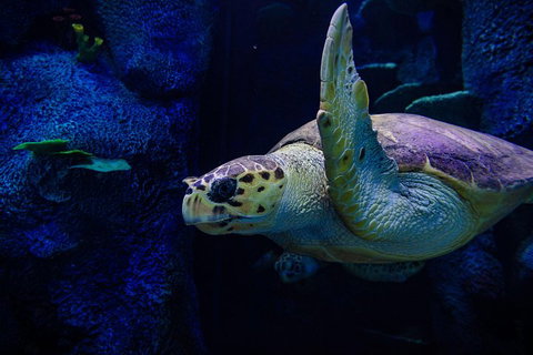Sydney Attractions Pass: SEA LIFE Aquarium, Sydney Tower Eye, WILD LIFE Zoo And Madame Tussauds - Darwin Tourism 1