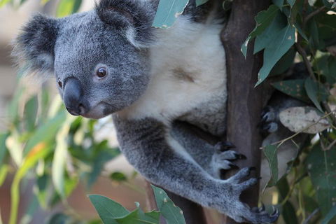 Sydney Attractions Pass: SEA LIFE Aquarium, Sydney Tower Eye, WILD LIFE Zoo And Madame Tussauds - Darwin Tourism 2