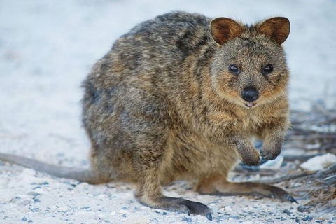 Perth To Rottnest Island Roundtrip Ferry Ticket - Darwin Tourism 3
