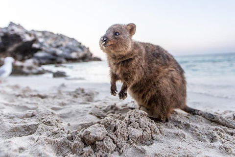 Perth To Rottnest Island Roundtrip Ferry Ticket - Darwin Tourism 5