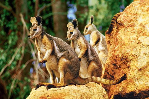 Sydney Harbour Hop On Hop Off Cruise With Taronga Zoo Entry - Darwin Tourism 4