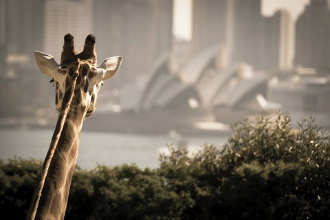 Sydney Harbour Hop On Hop Off Cruise With Taronga Zoo Entry - Darwin Tourism 5