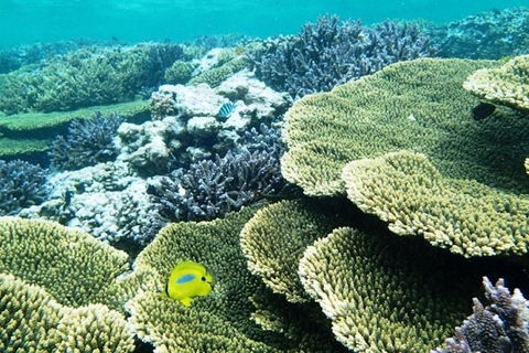 Abrolhos Islands Scenic Flight & Snorkel Adventure From Perth - Darwin Tourism 4