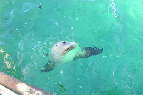 Abrolhos Islands Scenic Flight & Snorkel Adventure From Perth - Darwin Tourism 5