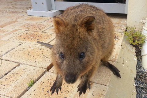 Wave Rock, Pinnacles And Rottnest One Day Aeroplane Tour - Darwin Tourism 0