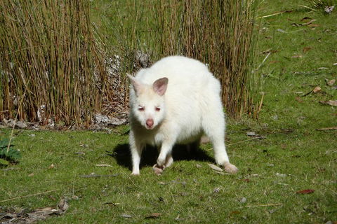 7-Day Super Value Tour Of Tasmania: Explore Tasmania's West And East Coasts - Darwin Tourism 1