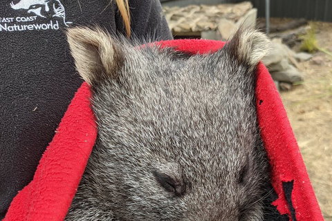 2-Day Tas East Coast Escape Tour Including Bay Of Fires, Wineglass Bay & Devils - Darwin Tourism 3