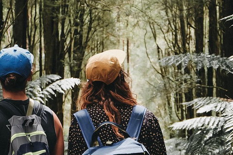 Small Group - 12 Apostles, Otways & Great Ocean Road Day Tour From Melbourne - Darwin Tourism 3