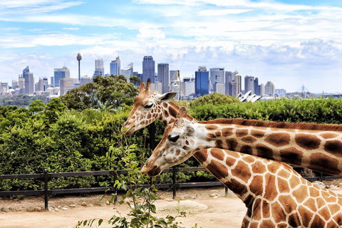 Go City | Sydney Explorer Pass With 20+ Attractions And Tours - Darwin Tourism 2