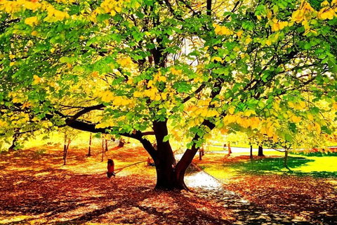 Hobart Half-Day Sightseeing Coach Tram Tour - Darwin Tourism 3