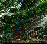 Full Day Daintree Rainforest and Mossman Gorge Tour - Darwin Tourism