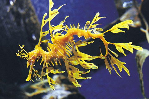 SEA LIFE Melbourne Aquarium Admission Ticket - Darwin Tourism 0