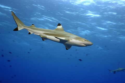 SEA LIFE Melbourne Aquarium Admission Ticket - Darwin Tourism 3