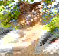 Discover Rottnest with Ferry  Bus Tour from Perth or Fremantle - Darwin Tourism