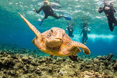 Great Barrier Reef Diving And Snorkeling Cruise From Cairns - Darwin Tourism 3