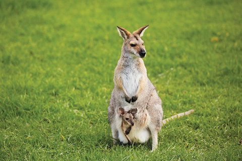 Full-Day Small-Group History And Heritage Tour Of Brisbane City - Darwin Tourism 4