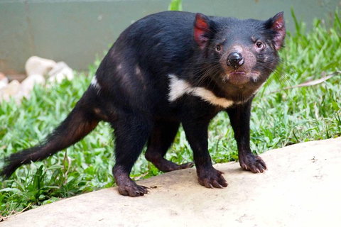 Kuranda Highlights Including Rainforestation Aboriginal Culture And Wildlife - Darwin Tourism 3