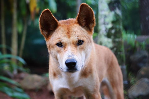 Kuranda Highlights Including Rainforestation Aboriginal Culture And Wildlife - Darwin Tourism 4