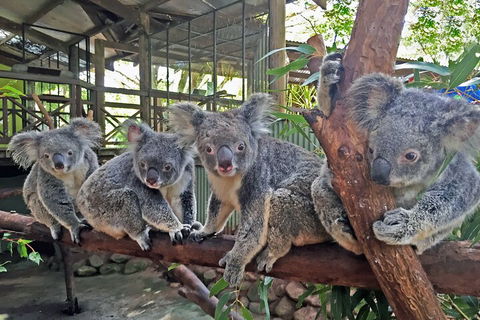 Kuranda Rainforestation & Kuranda Scenic Rail - Darwin Tourism 5