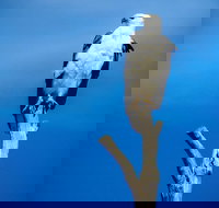 Kangaroo Island 75-Minute Ocean Safari - Darwin Tourism