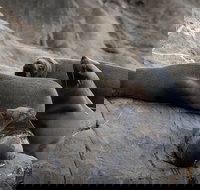 Kangaroo Island Ocean Safari - Snorkeling Safari - Darwin Tourism