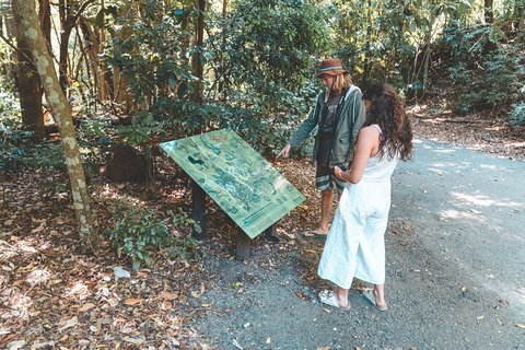 Springbrook AndTamborine Rainforest Tour Incl Natural Bridge And Glow Worm Cave - Darwin Tourism 5