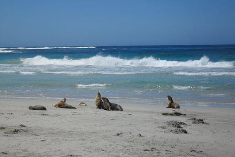 Kangaroo Island In A Day Tour From Adelaide - Darwin Tourism 1