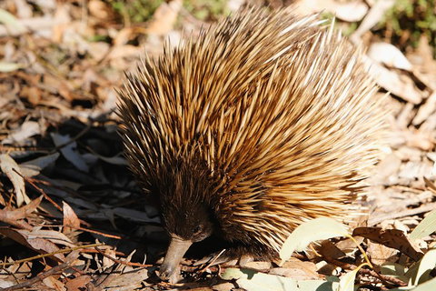 Kangaroo Island In A Day Tour From Adelaide - Darwin Tourism 2