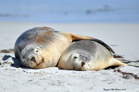 NEW TOUR - Kangaroo Island Road To Recovery Tour (1 Day/1 Night) - Darwin Tourism 1