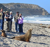 Full day Seal Bay Experience departing from Kangaroo Island - Darwin Tourism