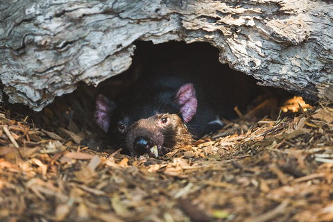 Private Tour: Phillip Island, Penguin Parade And Moonlit Sanctuary Conservation Park From Melbourne - Darwin Tourism 0