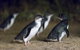 Private Tour: Phillip Island, Penguin Parade And Moonlit Sanctuary Conservation Park From Melbourne - thumb 2