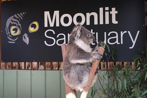 Private Tour: Phillip Island, Penguin Parade And Moonlit Sanctuary Conservation Park From Melbourne - Darwin Tourism 3