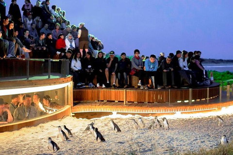 Private Tour: Phillip Island, Penguin Parade And Moonlit Sanctuary Conservation Park From Melbourne - Darwin Tourism 4