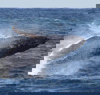 Whale Watching by Sea World Cruises - Darwin Tourism