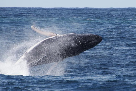 Whale Watching By Sea World Cruises - Darwin Tourism 0
