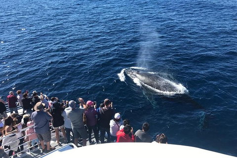 Whale Watching By Sea World Cruises - Darwin Tourism 5