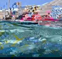 Outer Reef Pontoon Experience from Cairns - Darwin Tourism