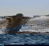 Sydney Whale-Watching Cruise Including Lunch or Breakfast - Darwin Tourism