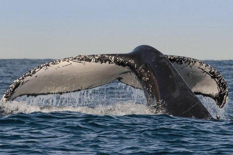 Sydney Whale-Watching Cruise Including Lunch Or Breakfast - Darwin Tourism 0