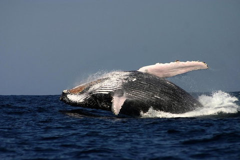 Sydney Whale-Watching Cruise Including Lunch Or Breakfast - Darwin Tourism 1