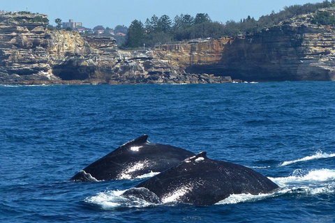 Sydney Whale-Watching Cruise Including Lunch Or Breakfast - Darwin Tourism 2
