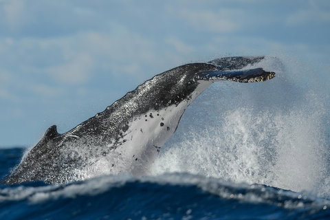 Sydney Whale-Watching Cruise Including Lunch Or Breakfast - Darwin Tourism 4