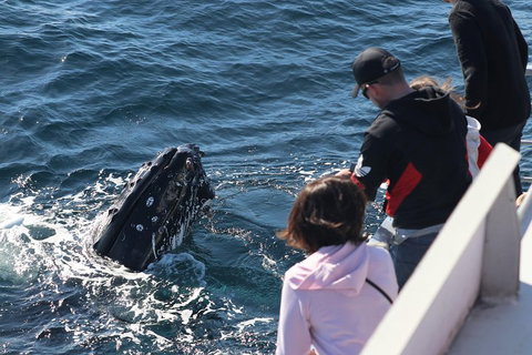 Sydney Whale-Watching Cruise Including Lunch Or Breakfast - Darwin Tourism 5
